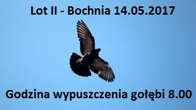 Lot II Bochnia Godzina wypuszczenia gołębi 8,00