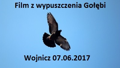 Wypuszczenie gołębi Wojnicz 07.05.2017
