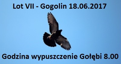Lot VII Gogolin II
